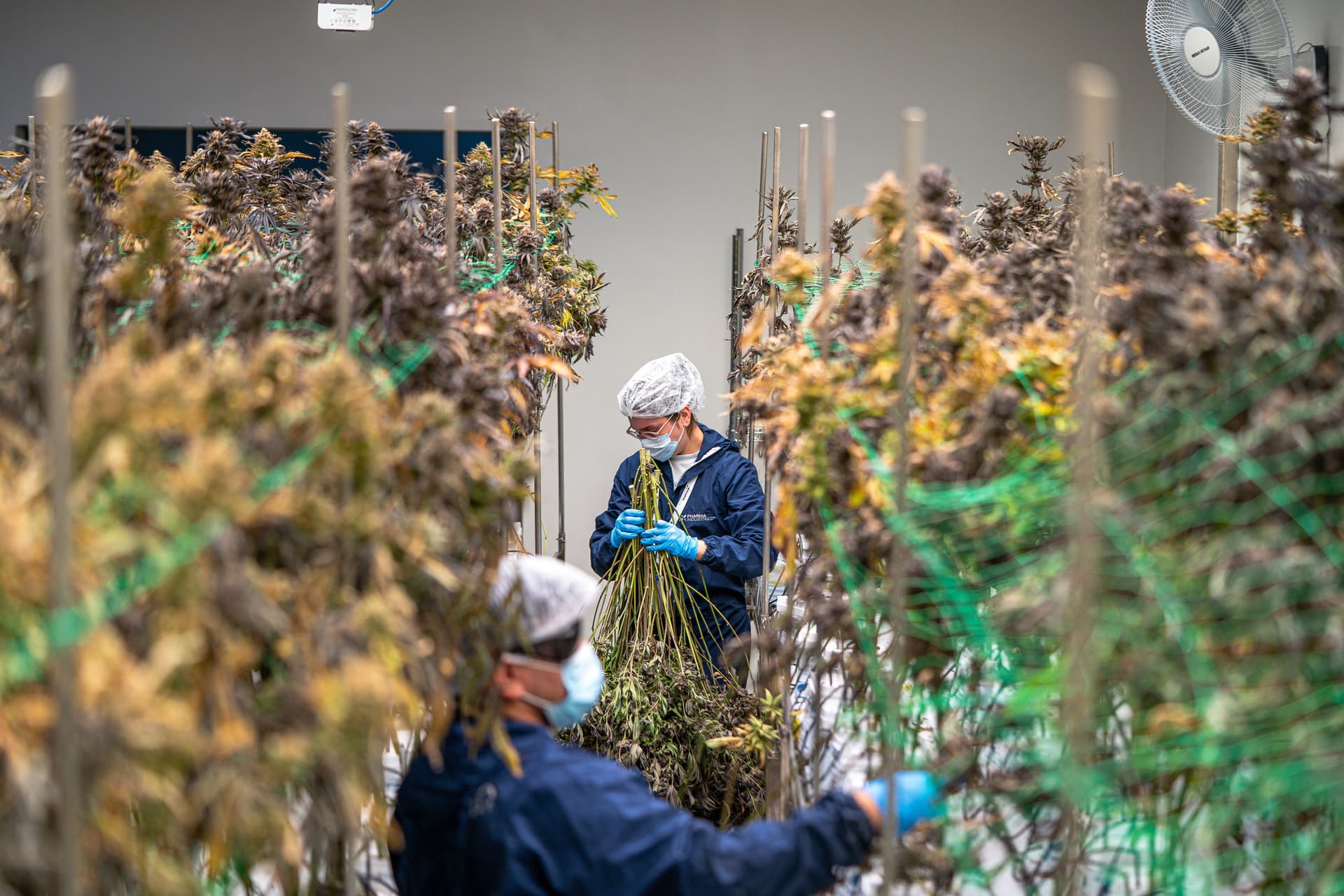 Workers in protective gear handling cannabis plants inside a production facility
