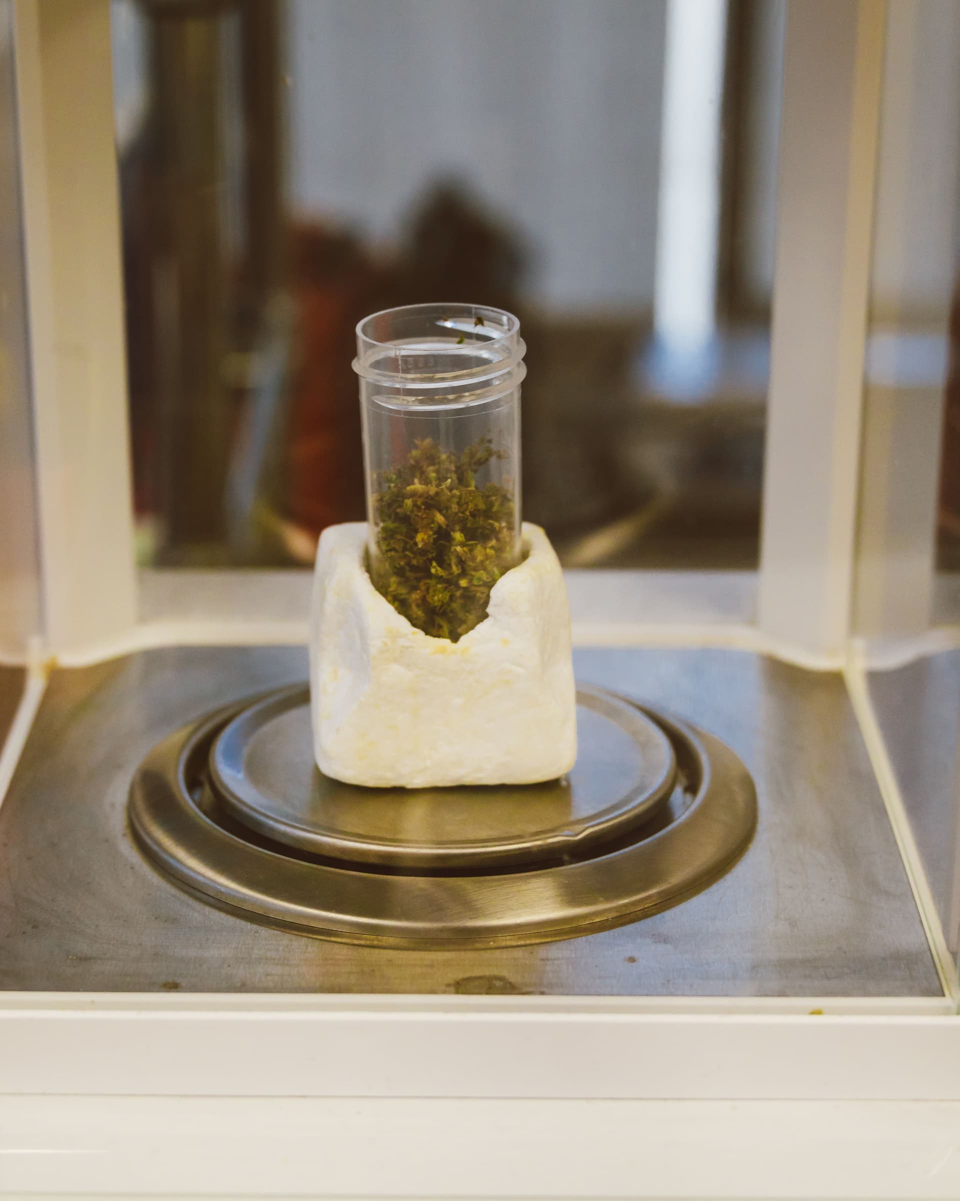 Cannabis sample positioned inside a laboratory balance enclosure
