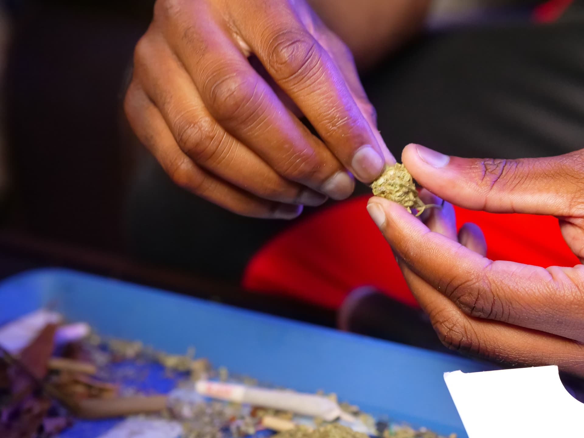 Hands breaking cannabis flower over a grinder and rolling tray