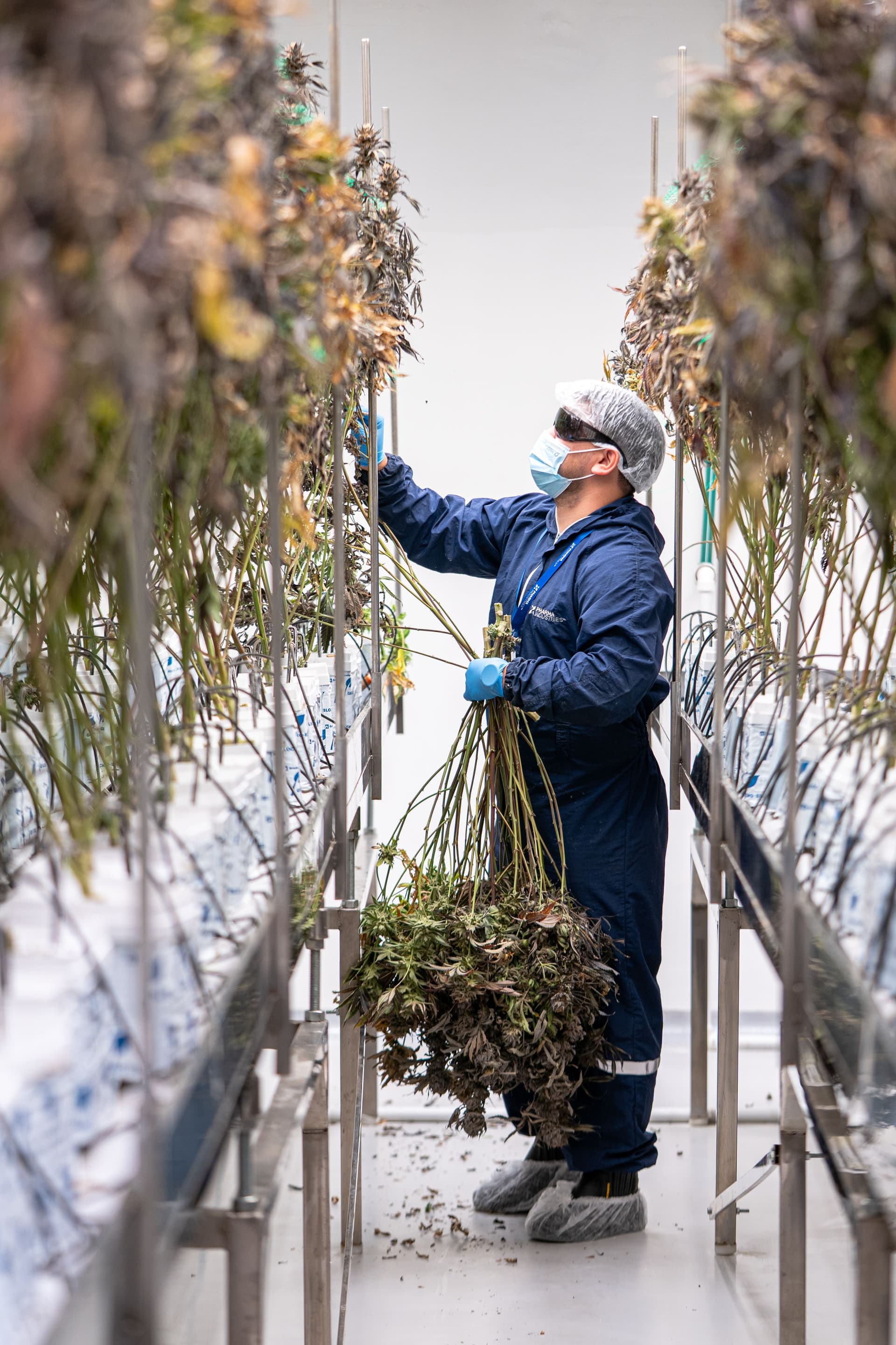 Worker selecting mature cannabis branches in a controlled indoor facility
