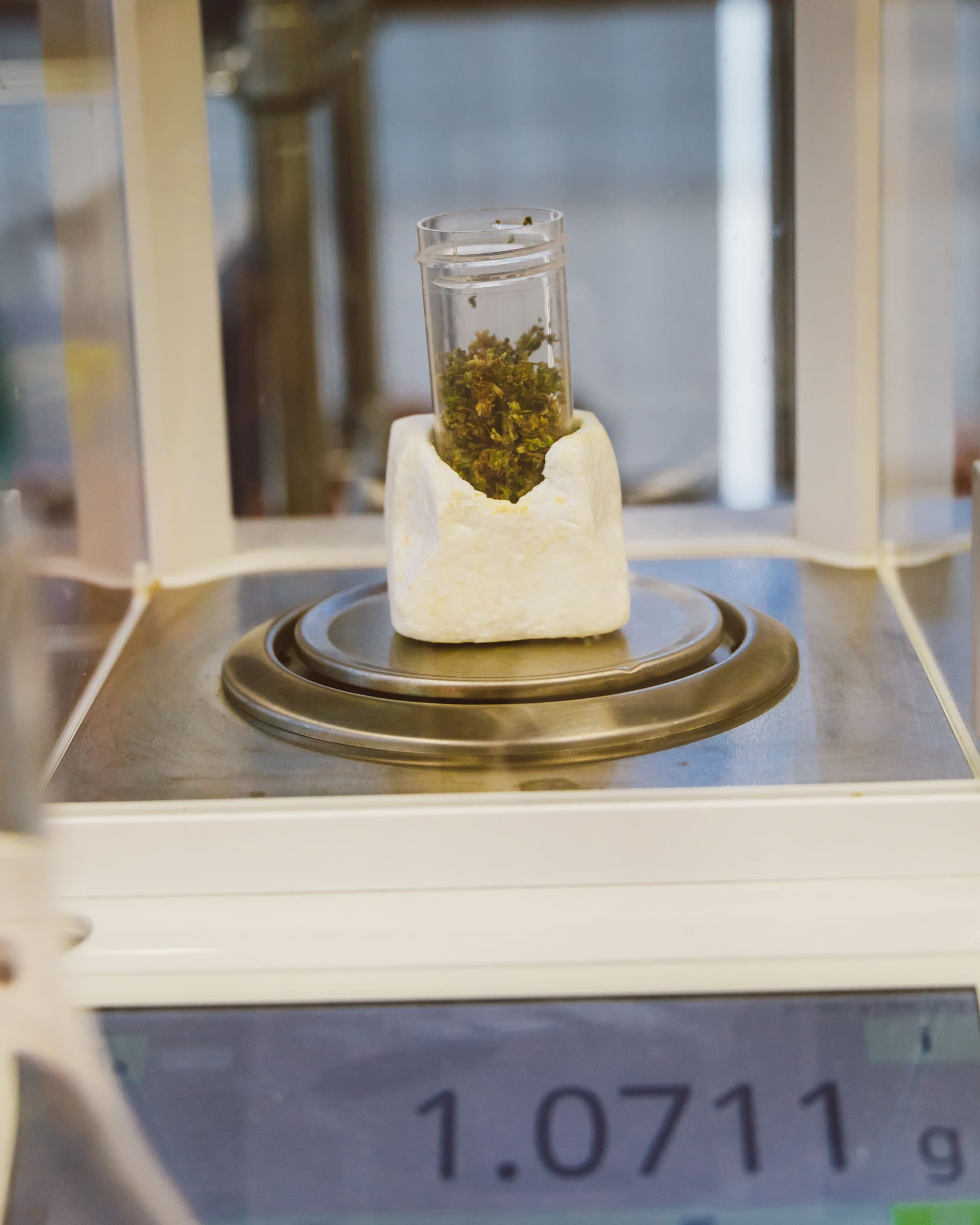 Cannabis sample resting on a laboratory precision scale