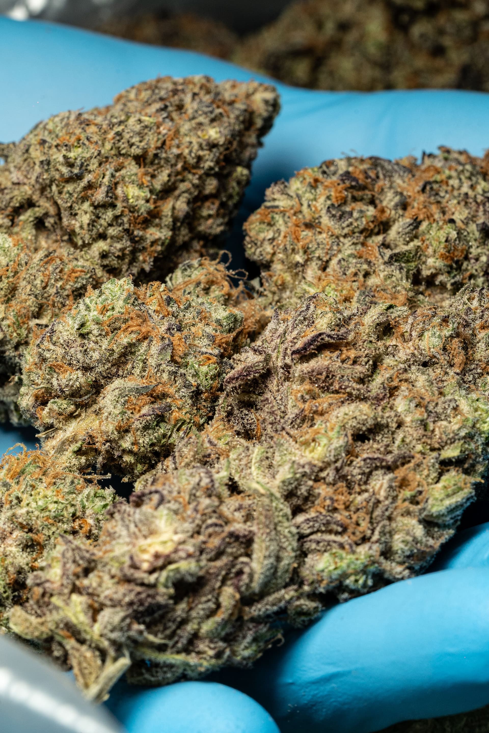Several cannabis flower buds held in blue protective gloves