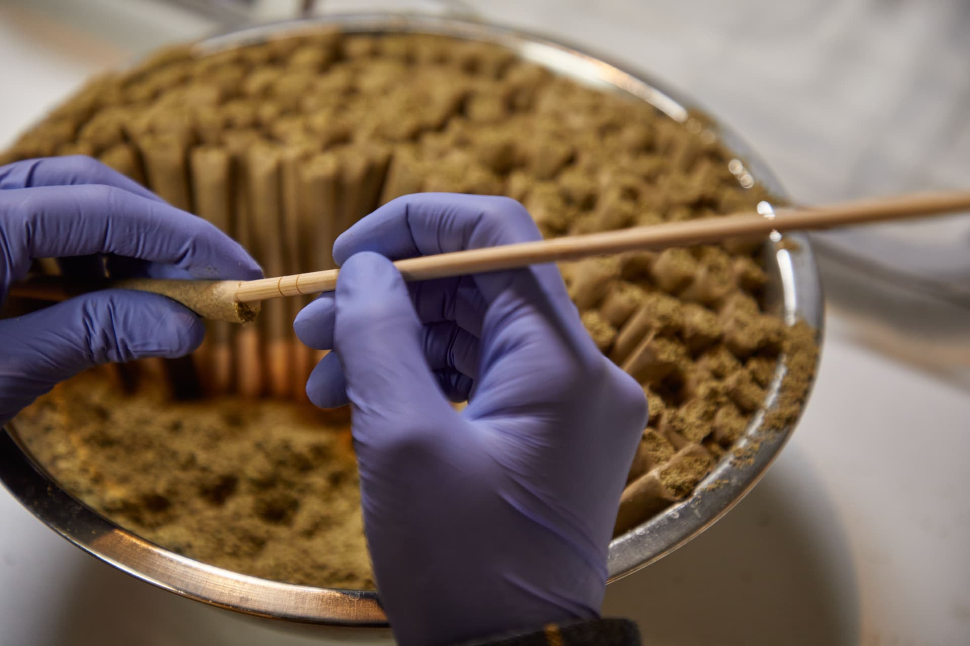 Gloved hands filling a pre-roll cone over a stainless steel bowl